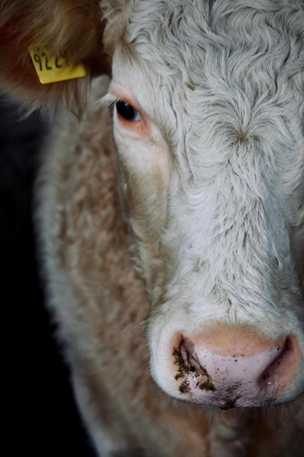 Ferienhof Koenig Neukirch  Bagian luar foto